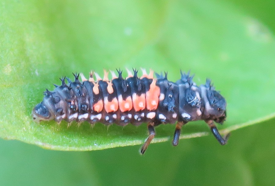 larva di coccinella? Forse di Harmonia axyridis